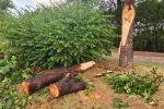 Буря връхлетя Пловдив: Голямо дърво се стовари на булевард в града (СНИМКИ)
