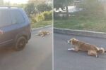 „Беше мръсно и го вързах за колата“: Почина кучето, влачено до кръв с автомобил в Българово