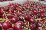 Цена от 80 евро за кг., продажбата на първите череши остава трудна