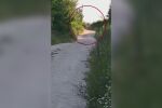 Заснеха дивия хищник в Шумен: Платото остава блокирано (ВИДЕО)