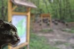 Пантера е издирваният хищник в Шумен: Как животното се е озовало там?