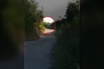 Експерт за избягалата пантера: Изключително опасно животно, напада и за удоволствие