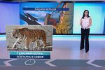 Какви хищници са бягали от клетките си през годините?