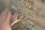Клип от април вероятно показва черната пантера край Исперих (ВИДЕО)
