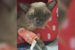 Котка се въртя 55 минути в пералнята (СНИМКИ)