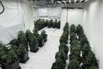 Акция на СДВР: Откриха големи наркооранжерии в два квартала в София (СНИМКИ)