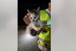 Спасиха коте, паднало в дълбока кабелна шахта с високо напрежение (ВИДЕО)
