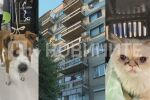 Спасиха куче и котка, прекарали над 4 дни заключени на тераса в „Люлин“ (СНИМКИ)