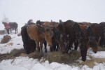 Случаят с бедстващите коне в Осоговската планина не е единичен в Кюстендилско