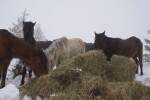 Собственикът на изоставените коне в Осоговската планина не се яви на разпит в полицията 