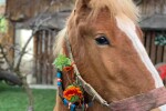 На кушия в село Бачево за Тодоровден  