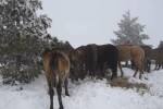 Три години по-късно: Собственикът на изоставените в Осоговската планина коне е глобен с 4500 лв.