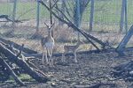 Бейби бум в Бургаския зоопарк: Почти всички животни чакат потомство