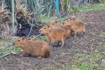 Семейство капибари пристигнаха в зоопарка в Бургас (СНИМКИ)