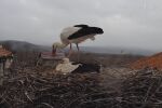 Първо яйце в гнездото на двойка щъркели в с. Драгушиново (ВИДЕО)