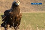 Масово отравяне на птици в Западна Странджа: Сред тях е защитеният царски орел