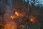 Кои са животните, които разчитат на горските пожари 