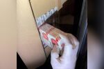 Полицията задържа 20 000 къса цигари без бандерол 