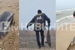 9 делфина и над 300 буревестници са открити мъртви на Северното Черноморие, предстои аутопсия