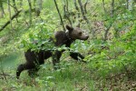 Трите спасени мечета от Доспат вече са отново в дивата природа (СНИМКИ)