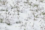 След месеците на високи температури и безводие: Сняг заваля в Испания (ВИДЕО)