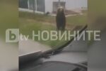 От „Аз, репортерът“: Пак мечка в Габровско – разхожда се спокойно покрай пътя (ВИДЕО)