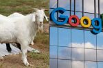 Google наема 200 кози на работа 