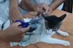Котка „дилър“ беше заловена да пренася наркотици в затвор в Коста Рика (ВИДЕО)