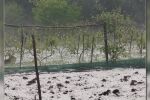 Градушка унищожи напълно насажденията в севлиевско село
