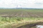 Земеделците в Германия борят сушата с отглеждане на соя