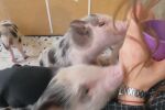 Терапия с прасенца в Киев на фона на войната с Русия (СНИМКИ)
