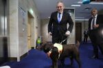 241-вият „депутат“ в 52-рия парламент: Иван Янев и кучето му Роувър