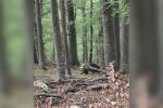 Очи в очи с мечка: Говорят хора, преживели ужаса на подобна среща