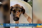 Със секира срещу куче - животно, спасено след нечовешка жестокост 