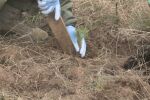 След опустошителните пожари: Засадиха 1113 фиданки черен бор над самоковското село Алино