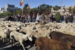 Спешни срещи за ваксинацията на дребните преживни животни срещу шарка (ВИДЕО)