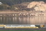 Розово фламинго се появи в Родопите