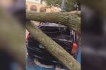 Вятърът събори дърво върху автомобили в центъра на Сливен (ВИДЕО)