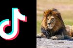 Какво означава популярното меме „лъв“ в TikTok и какво казва то за поколението Z?