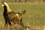 Охранители пазят гнездата на застрашения царски орел в България