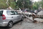 Дърво премаза кола пред столична болница