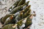 „Оръжията и човекът“: ВМЗ-Сопот продава 5 пъти повече боеприпаси след 2022 г.