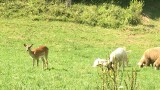 Сърничка пасе заедно с домашни животни в Родопите (ВИДЕО)