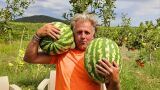 Къци Вапцаров се похвали с големи дини: 