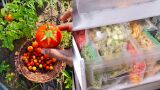 Как да замразите правилно домати, без да се промени вкуса им и да станат воднисти