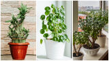 ТОП 5 „късметлийски“ стайни растения, с които да започнете годината позитивно (СНИМКИ)
