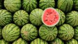 Пукнатини по кората на динята - какво означават и защо не бива да ги пренебрегваме (ВИДЕО)