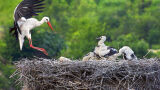Какво символизират щъркелите? (СНИМКИ)