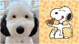 Кученцето - живият двойник на Снупи (СНИМКИ)