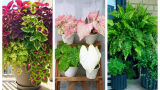 Топ 7 на най-добрите растения за саксии в дома и на терасата (СНИМКИ)